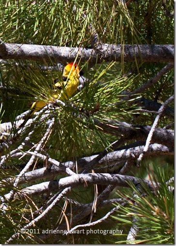 yellow bird hiding in pine tree - photo by Adrienne Zwart at adrienneinohio.blogspot.com