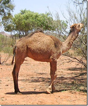 camels1sdsade