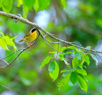 common yellowthroat-kathiesbirds