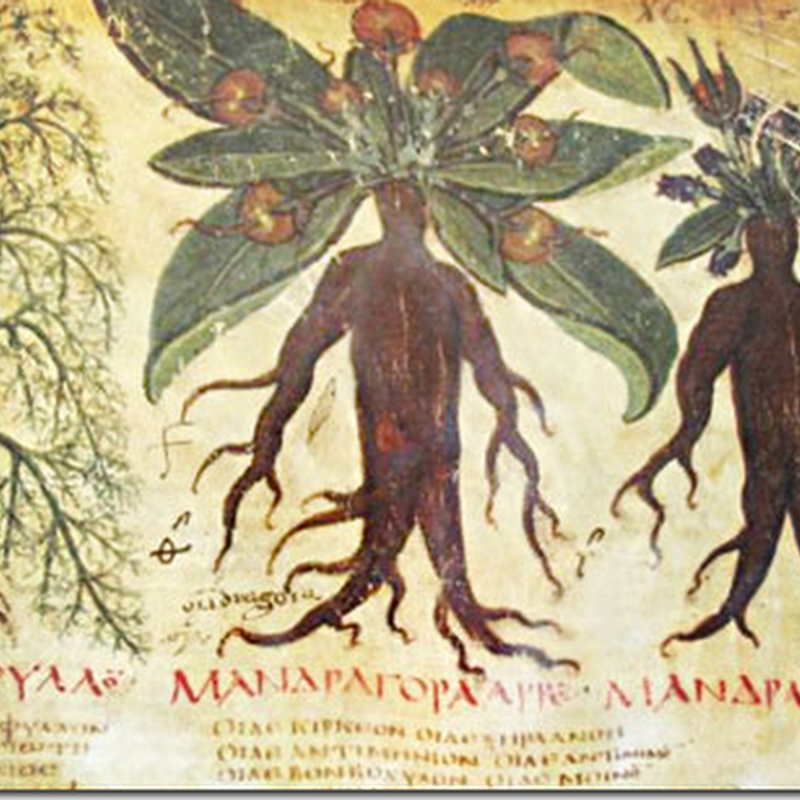 Mandrágora, la planta de las brujas