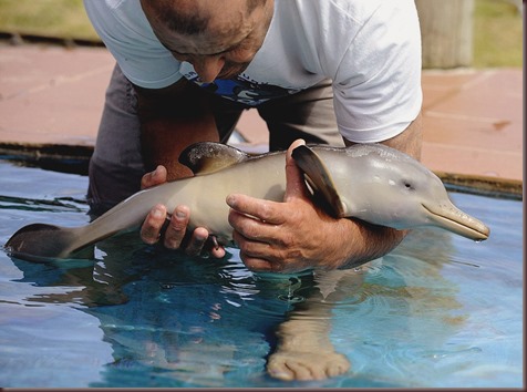 Amazing Animals Pictures Dolphin (9)