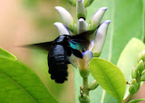 Unknown flying beetle seeking pollen in Pasir Ris