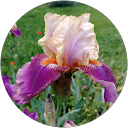 Image Google de Iris