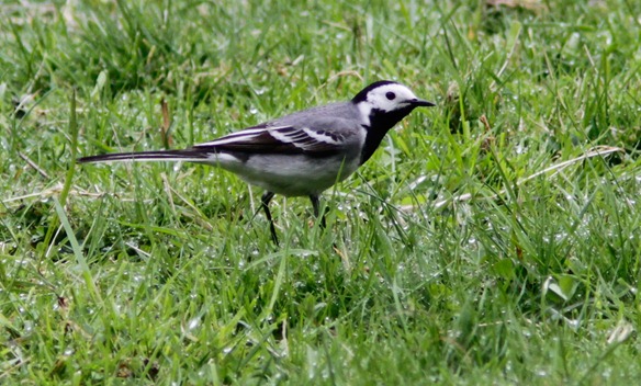 white_wagtail_12_05_17_norway_062-2