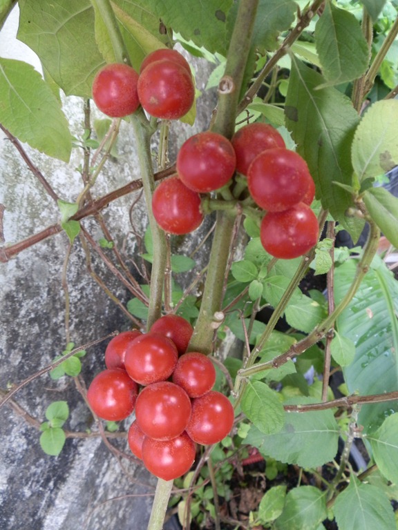 [Solnanum%2520baquicha%2520%25283%2529%255B3%255D.jpg]