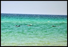 03 - Dolphin on Beach