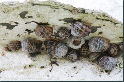 12-snails