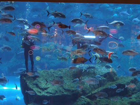 Obiective turistice Dubai: Scafandrii la acvariu