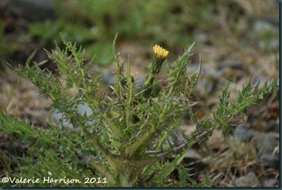 13-prickly sow-thistle