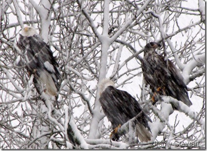 Eagles in the snow