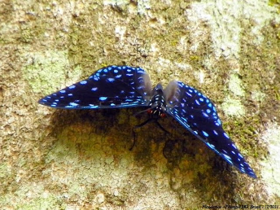 Lépidoptères de Pitangui au Minas Gerais - Hamadryas laodamia laodamia (CRAMER, 1777), mâle. Pitangui (Minas Gerais, Brésil), 17 décembre 2011. Photo : Nicodemos Rosa