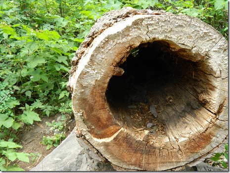forest log