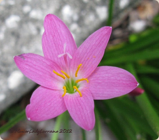 09-27-rain-flower