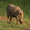 Southern Warthog (female)