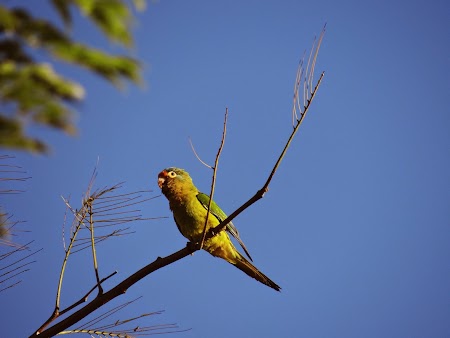 07. Papagal in Costa Rica.JPG