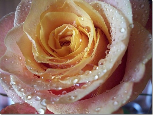 para san valentin rosas y flores (7)