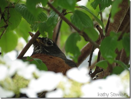 Robin on a nest