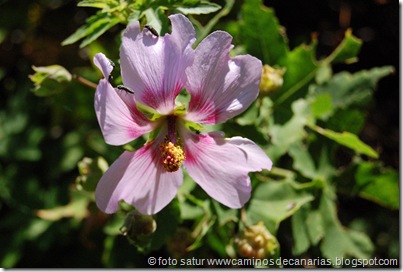 0623 Tamadaba-Berrazales(Malva risco) 0623 Tamadaba-Berrazales(Malva risco)