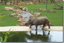 2011.07.26-036 rhinocéros indien