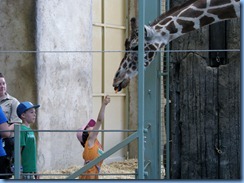0259 Alberta Calgary - Calgary Zoo Destination Africa - African Savannah - Giraffe