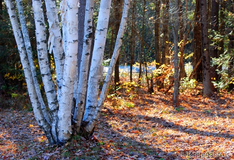 3. birch trees-kab