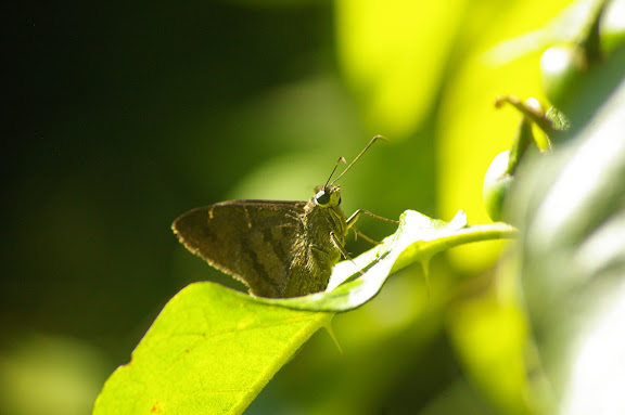 Hesperiidae : Astraptes sp. Saut Athanase (Guyane). 21 novembre 2011. Photo : J.-M. Gayman
