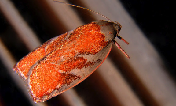 Hétérocères d'Australie - Oechophoridae : Oecophorinae : Euchaetis rhizobola MEYRICK, 1888. Umina Beach (NSW, Australie), 28 septembre 2011. Photo : Barbara Kedzierski