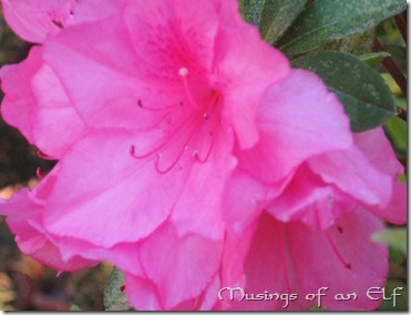 Pink Flowers