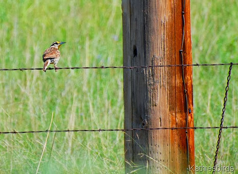 7. meadowlark-kab