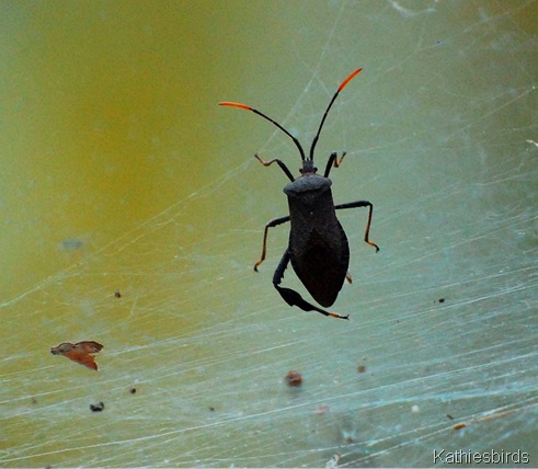 4. bug in the window-kab