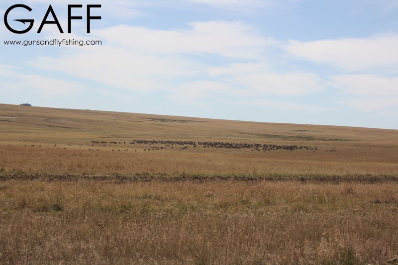Black-Wildebeest-Hunting (3).jpg