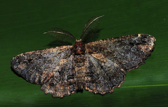 Geometridae d'Australie orientale (N.S.W.) - Geometridae : Ennominae : Boarmiini : Pholodes sinistraria GUÉNÉE, 1857, mâle. Umina Beach (NSW, Australie), 2 octobre 2011. Photo : Barbara Kedzierski