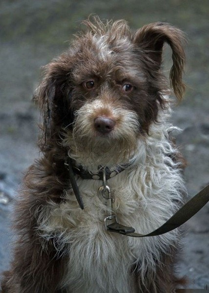 [dogs_041%255B2%255D.jpg]