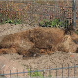 Mangalitza-Wollschwein (pennt)