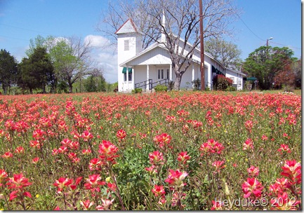 field of Indian Paintbrush
