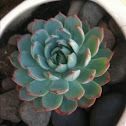 Echeveria