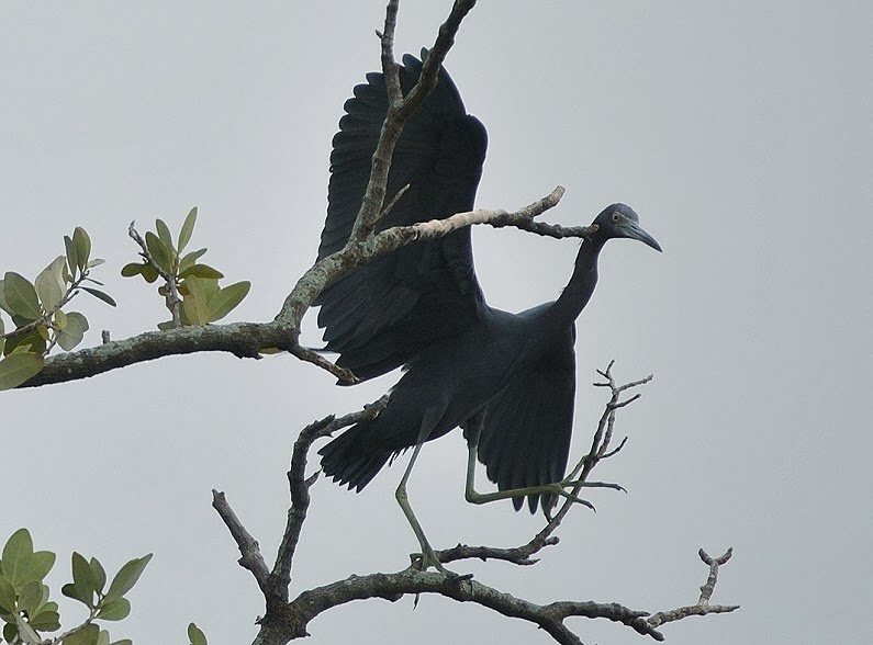 [00e---Animals---Little-Blue-Egret6.jpg]