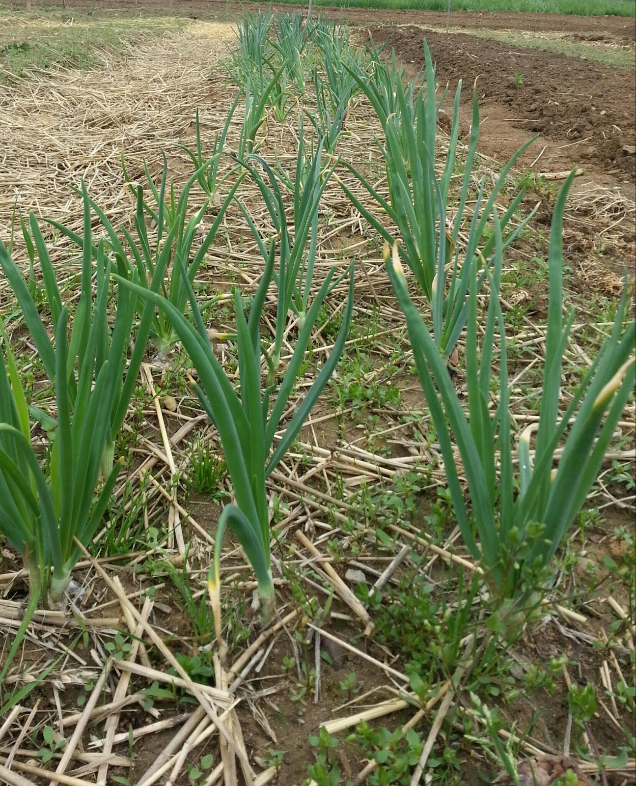 Michigan Veggies Onions on the Rise