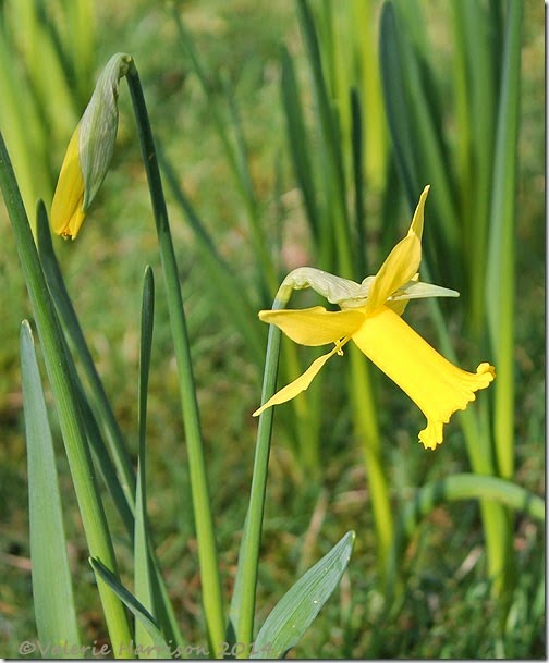 31-daffodil