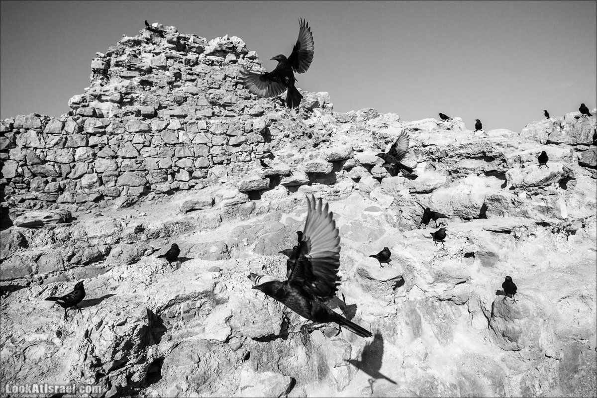 LookAtIsrael.com - Танцующие птицы в крепости Массада | Dancing birds in Massada