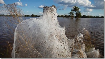 inundatii australia-paianjen