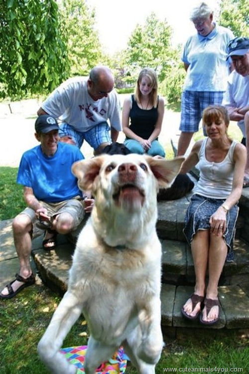 50_Funniest_Animal_Photobombs_Of_All_Time_32