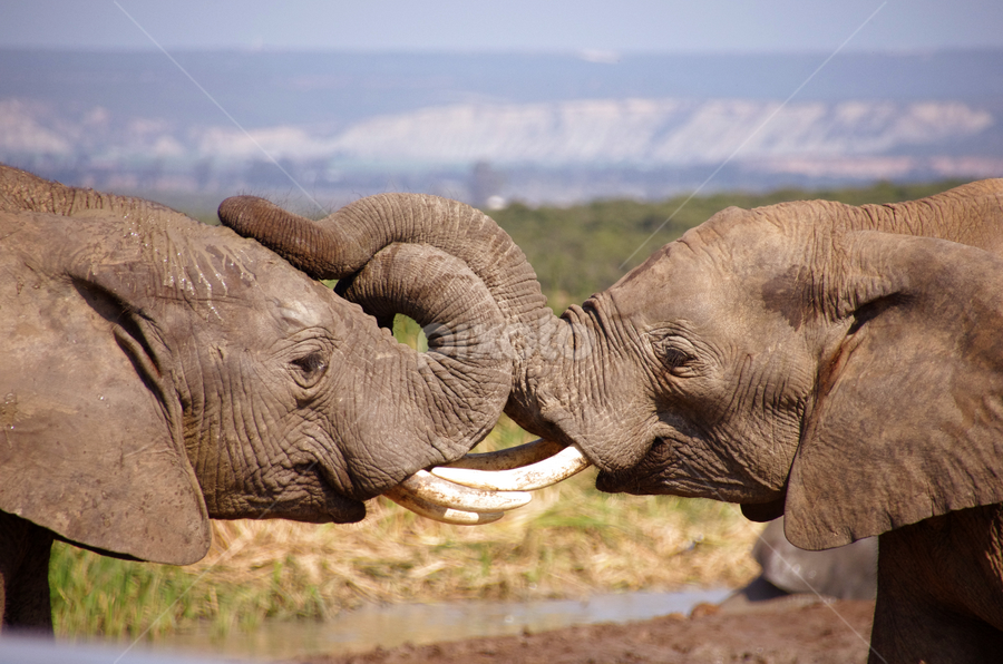 by Linda Jansen van Rensburg. - Animals Other Mammals
