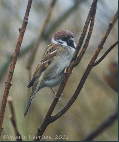 26-tree-sparrow
