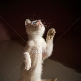 Yuki in Action by Ari Wid - Animals - Cats Playing