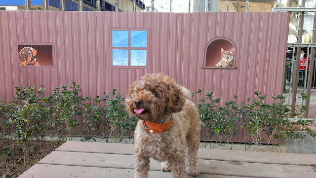 蝴蝶谷道寵物公園