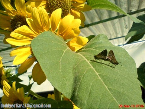  kupu-kupu skipper Rice Swift (Borbo cinnara) yang sedang kawin di daun tanaman bunga matahari.