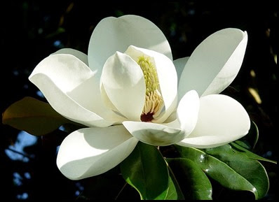 magnolia_flower2
