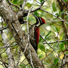 Red-backed Woodpecker