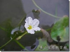 龍骨辦莕菜的花瓣中間突起